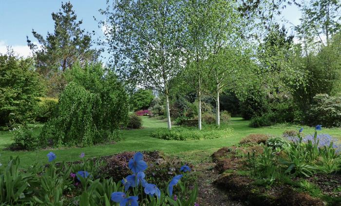 Blue Himalayan poppies in June